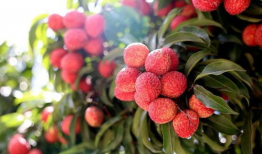 荔枝视频,探索短视频新潮流，引领潮流风向标